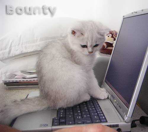 Bounty du Gang des Matouvus