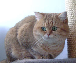 Sacha Fils Oll'Josy - British Shorthair Golden Shaded