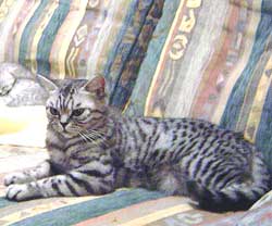 Shrazade du Soleil d'Argent - British Shorthair Silver Tabby Spotted